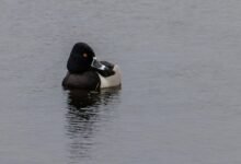 high volume caller insights analysis