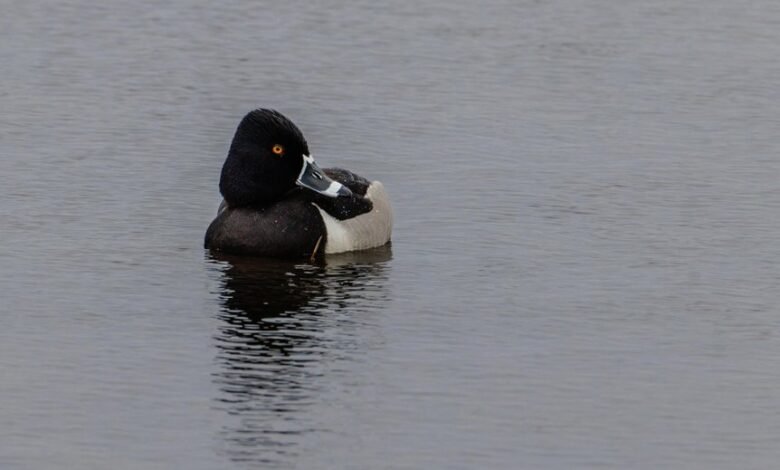 high volume caller insights analysis