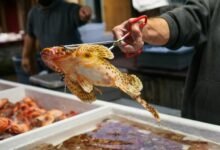 hotline demand analysis report