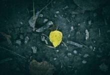 seasonal demand pattern analysis