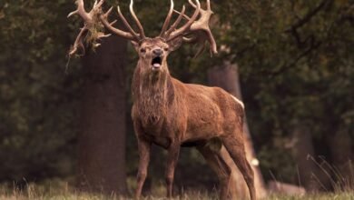 royal stag whisky pricing