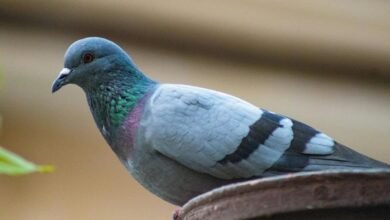 royal stag whisky pricing punjab