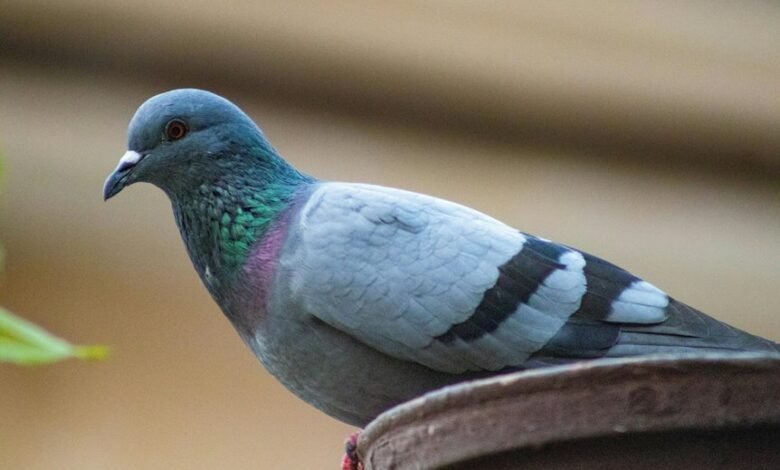 royal stag whisky pricing punjab